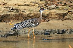 Sunbittern